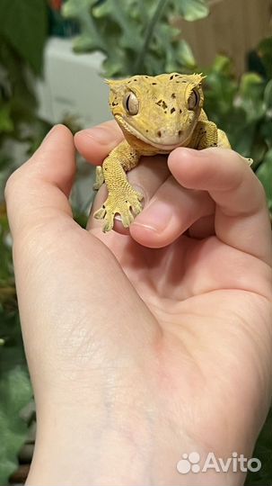 Реснитчатый бананоед далматин самец