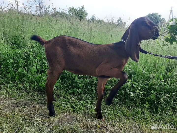 Нубийская козочка