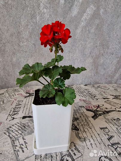 Пеларгония герань