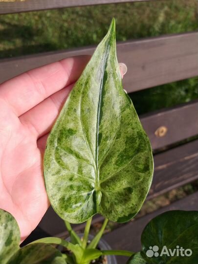 Алоказия (клубни) Кукулата Минт (вариегатная)