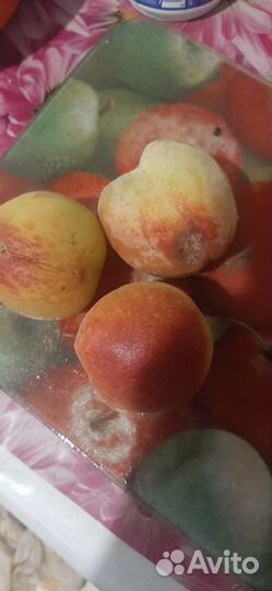 Саженцы персика