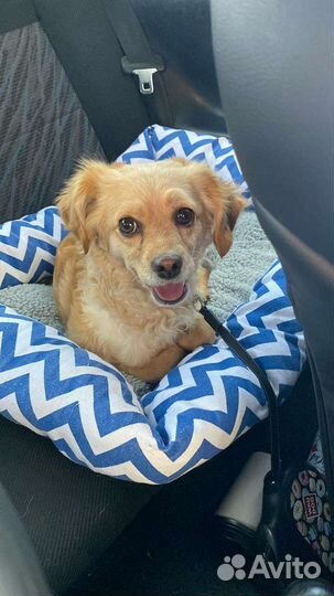 Зоогостиница для животных