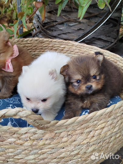 Щеночки шпица