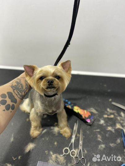 Груминг - стрижка собак и кошек