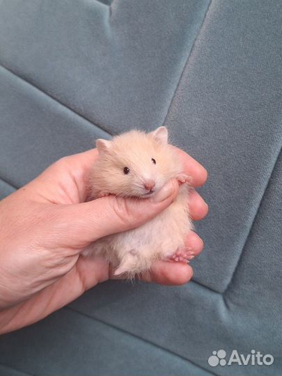 Ласковые ангорские и сирийские хомячки