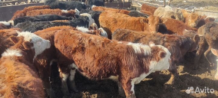 Продам быков, тёлок 70 голов
