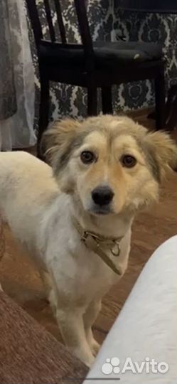 Друг коротколапик