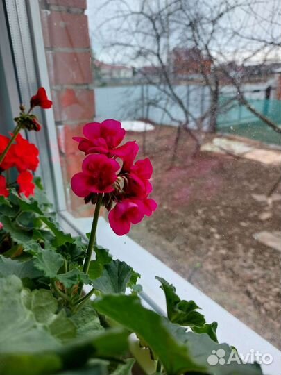 Герань пеларгония