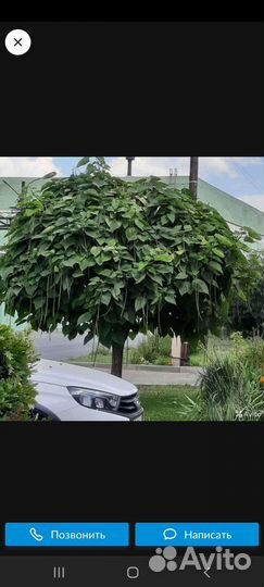 Саженцы катальпы