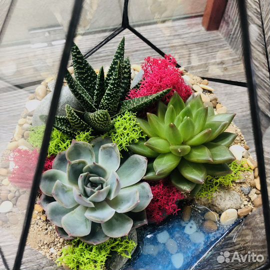Флорариум Капля с суккулентами