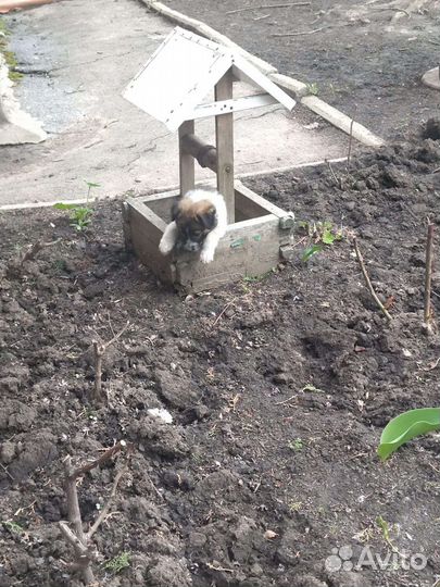 Малышка в добрые ручки