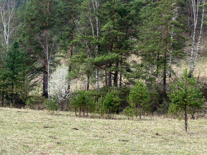 Участок 80 сот. (ИЖС)