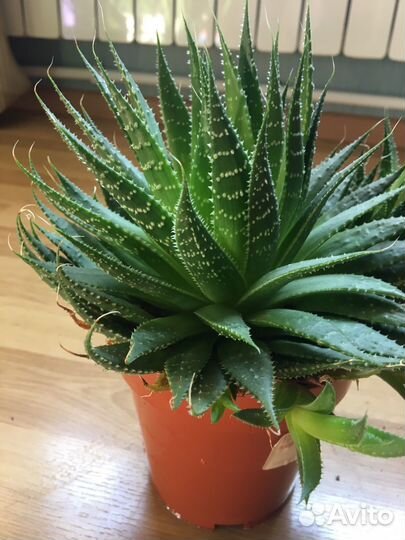 Комнатные растения, цветы