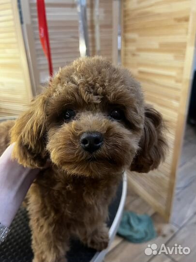 Модели на груминг: мальтезе, мальтипу, пудель