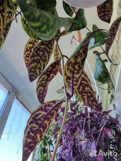 Эсхинантус мраморный