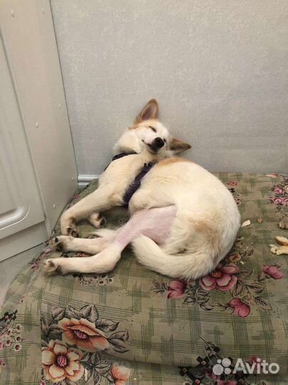 Ронна, молодая девочка подросток в дар, ищет дом