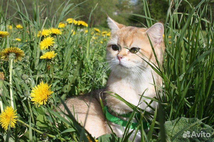 Молодая девочка в домашние любимцы NY25