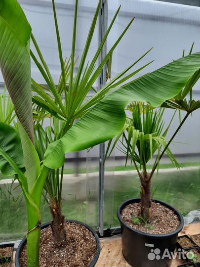 Саженец фисташки Киргизской, пальмы, фейхоа, агава