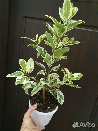 Фикус Альбомаргината