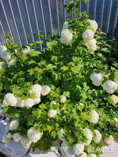 Калина бульденеж