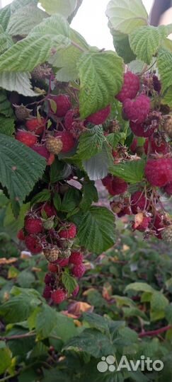 Малина ремонтантная