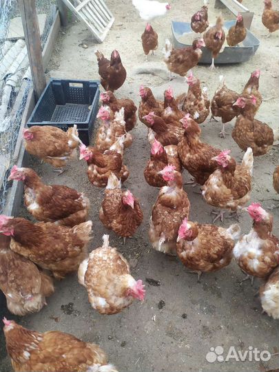 Куры несушки Ломан браун
