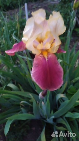 Ирисы бородатые сортовые