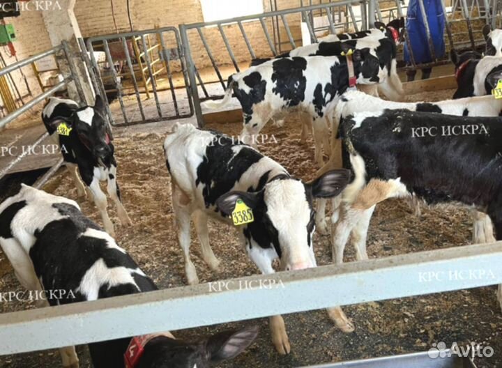 Бычки, телки