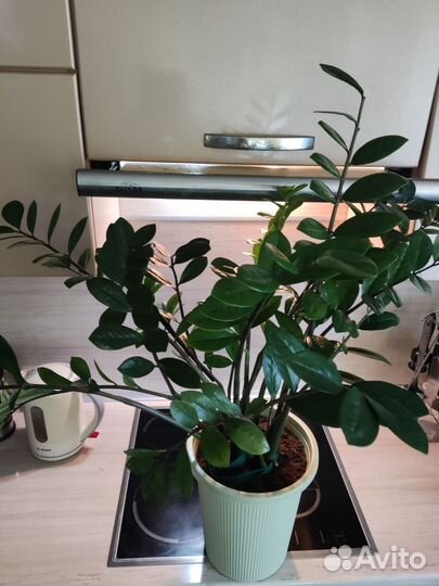 Замиокулькас