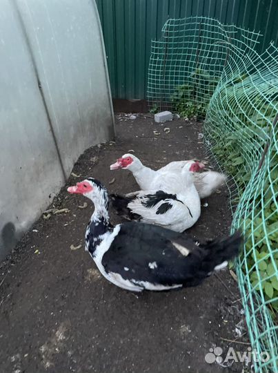 Индоутки, петушки, утятки