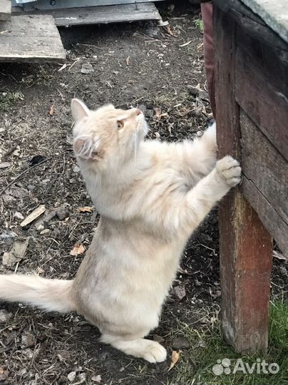 Котята 6 мес