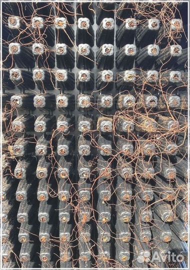 Туя Смарагд черенки - кассета