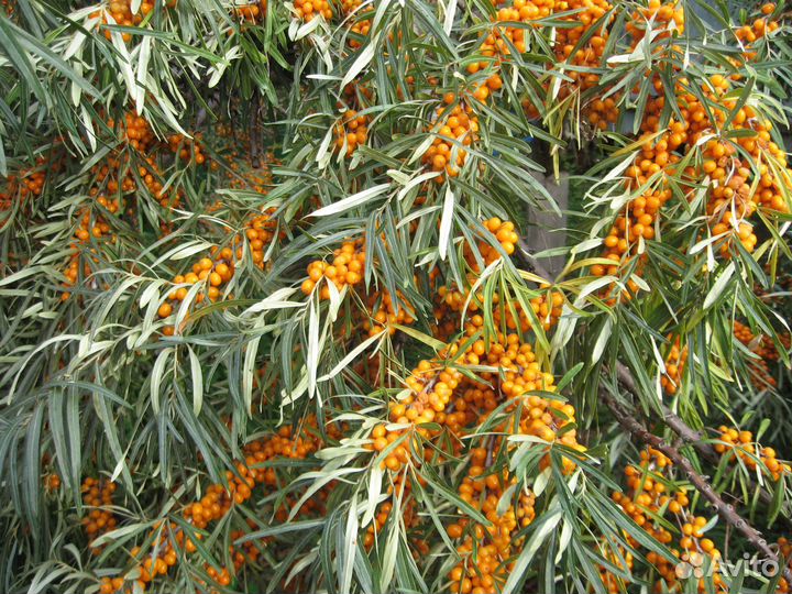 Продам облепиху