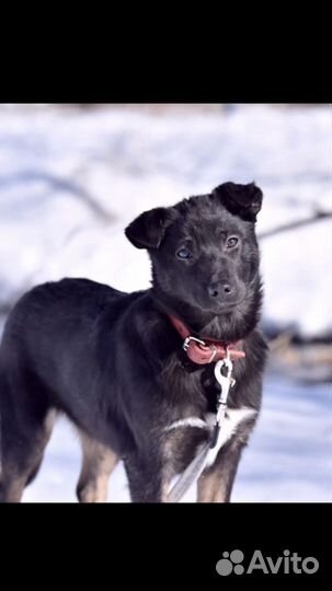 Отдам в добрые руки собачку