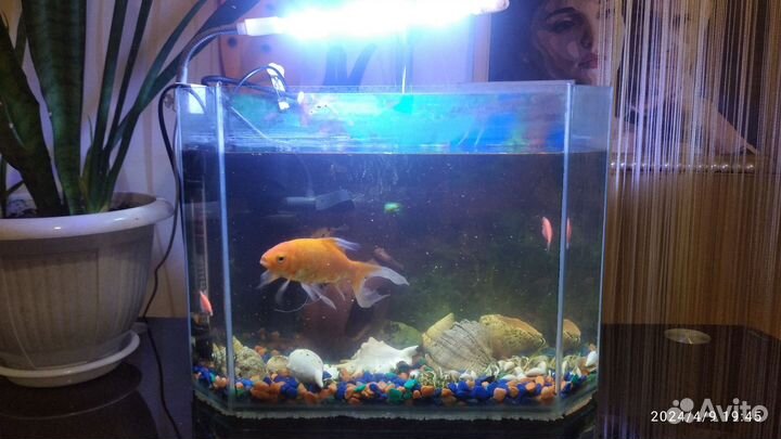 Аквариум с рыбками
