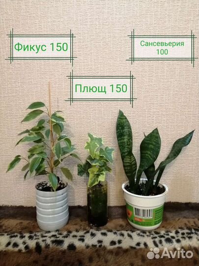 Отростки разные