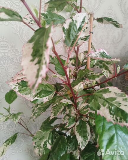 Гибискус вариегатный-китайская роза пестролистная