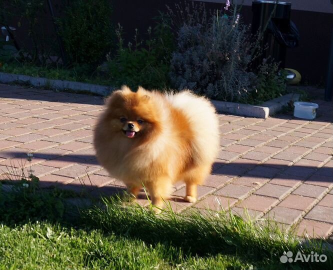 Шпиц девочка