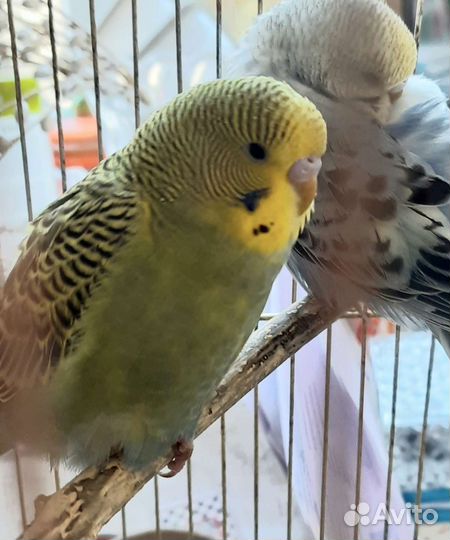 Волнистый попугай ручной