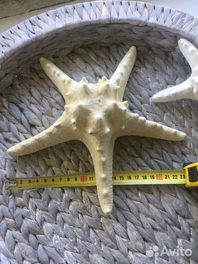 Морская звезда