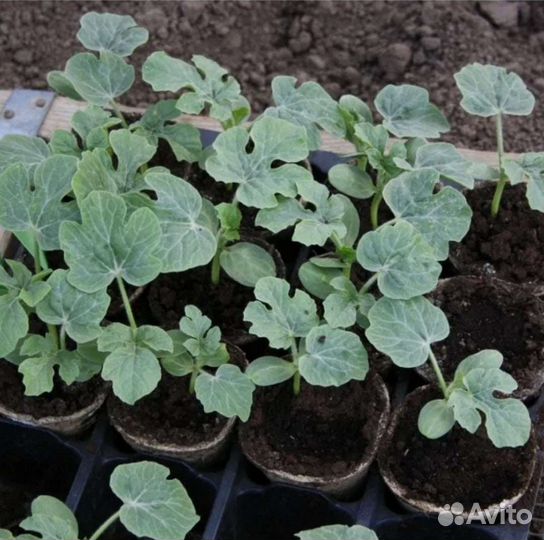 Рассада дыни и арбузов