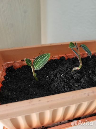 Орхидея Лудизия драгоценная (отростки)