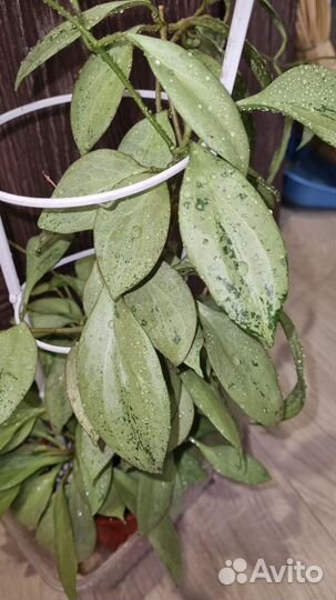 H. Sp.singapore и другие