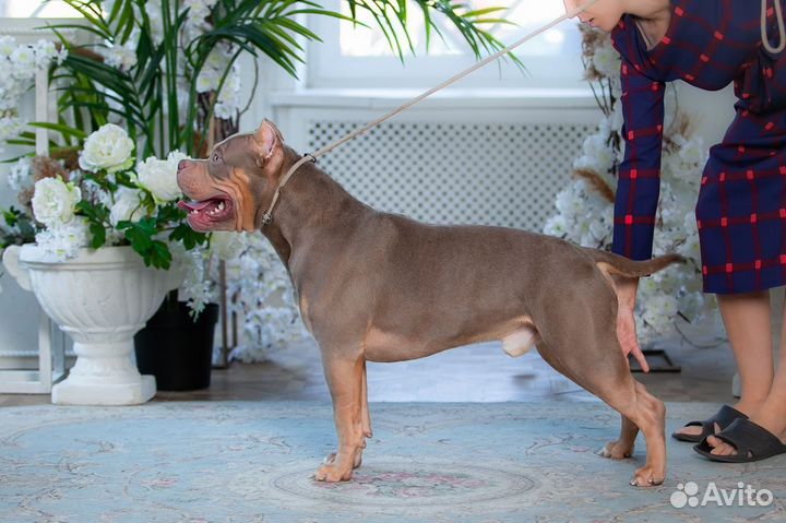 Американский булли xl, вязка