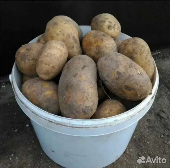Картофель крупный