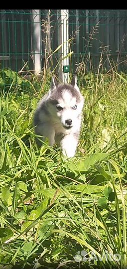 Сибирский хаски