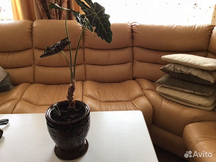 Комнатное растение алоказия