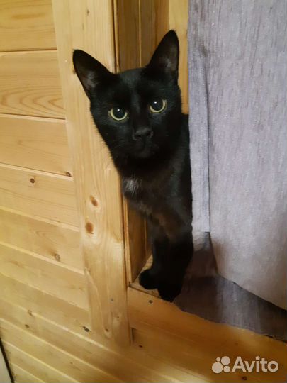 Кошка метис