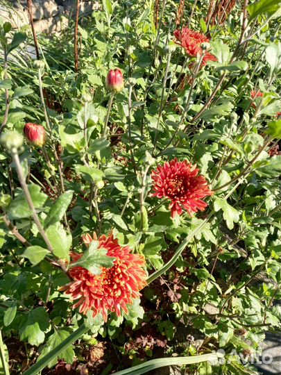 Черенки хризантемы