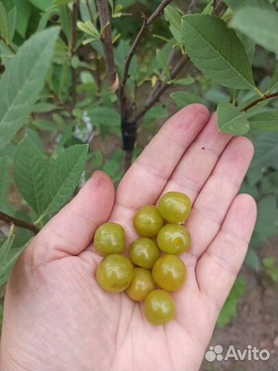 Вишня зелёноплодная: Пирамидальная, Зкс